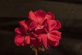 Beauriful red geranium flowers, on dark background