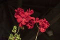 Beauriful red geranium flowers, on dark background