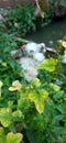 Beaurtiful White Dendelion in the garden. Green leaves