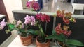 Beaut orchid flowerpot