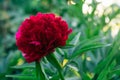 Beauteous bright red burgundy peony with green leaves blossoming in garden. Gardening, nature, botany, horticulture.