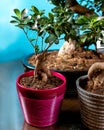 Beautfiul small Serissa Bonsai Tree