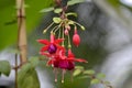 Beautful flower in a garden Royalty Free Stock Photo