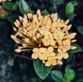 Beautful flower ixora chinensis yellow at night