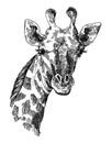 Beautful hand drawn illustration portrait og giraffe. Royalty Free Stock Photo