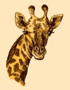 Beautful hand drawn illustration portrait og giraffe.