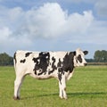 Beautful Holestein-Friesian cattle in a green Dutch meadow.