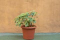 Beautful pilea cadierei herbaceous plant with green and silver foliage in a brown pot