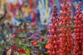 Beautful red lupins in artisan garden at Chelsea Flower Show, hosted by the Royal Horticultural Society, UK Royalty Free Stock Photo