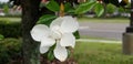 Beautful White Magnolia flower