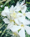 Beautfull white flowers for wallpapers Royalty Free Stock Photo