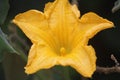 beauti flower in sri lanka Royalty Free Stock Photo