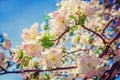 Beauti in nature red apple tree flowers floral Royalty Free Stock Photo