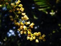 Beauti of yellow wild flower. Royalty Free Stock Photo