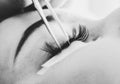Beautician making artificial lashes. eyelash extension procedure