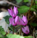 Beauties of the Forest