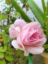 Beautiful image Rose
