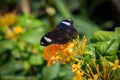 Beautiful Opsiphanes Tamarindi butterfly standing on a flower and drinking nectar in Konya tropical butterfly garden Royalty Free Stock Photo