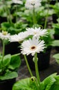 White Transvaal Daisy or Majorette Gerbera flower Royalty Free Stock Photo