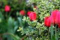 Beautifful red Tulipans on the garden Royalty Free Stock Photo