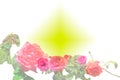 beautification flower image, beauty use, love, yellow