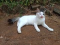 This is beautifil cat