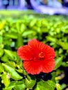 Beautifil flower in bloom. Love the vibrant colors Royalty Free Stock Photo