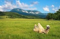 Beautifil landscape with camel in field