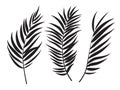 Beautifil Palm Tree Leaf Silhouette Background Vector Illustration