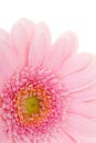 Beautifil pink gerber Royalty Free Stock Photo