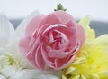 Beautifil Pink Persian Buttercup Flower Head between a white and yellow Dahlias Easter Image Royalty Free Stock Photo