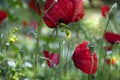 The Beautifil Red Poppy Flowers IN tHE Meadow In The Spring