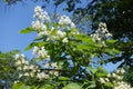 Beautifil white flowers of catalpa against the sky