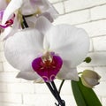 Beautifil white natural Orchid flower