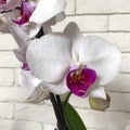 Beautifil white natural  Orchid flower Royalty Free Stock Photo