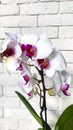 Beautifil white natural Orchid flower