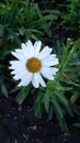 Beautifil white yellow hidding flower