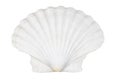 Beautifiul ocean shell isolated on white Royalty Free Stock Photo