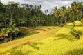 Beautifiul rice paddies at bali