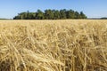 Beautifiul view on rye field in august. Agriculture concept. Royalty Free Stock Photo