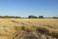 Beautifiul view on wheat field in august. Agriculture concept.