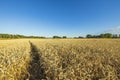 Beautifiul view on wheat field in august. Agriculture concept.