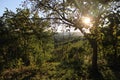 Beautifl tree in a forest Royalty Free Stock Photo