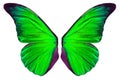 Beautiflul butterfly wing