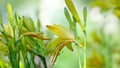 beautiflul yellow lily in the garden with insect flying, slow motion natural background The famous gardens of Butchert