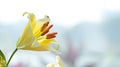 beautiflul yellow lily in the garden, natural background