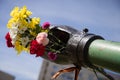 Beautifrul flowers in the barrel of the tank. May 9th. Victory day in Russia. Peace in the world. Memorial day