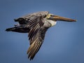 Beautiful American brown pelican flies high in the blue sky Royalty Free Stock Photo