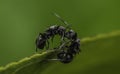 Beautiful black ants fighting in malaysia Royalty Free Stock Photo