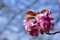 A blooming pretty pink flowers